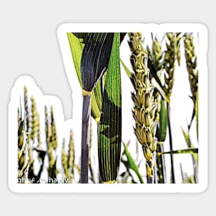 Wheat in the Field Sticker